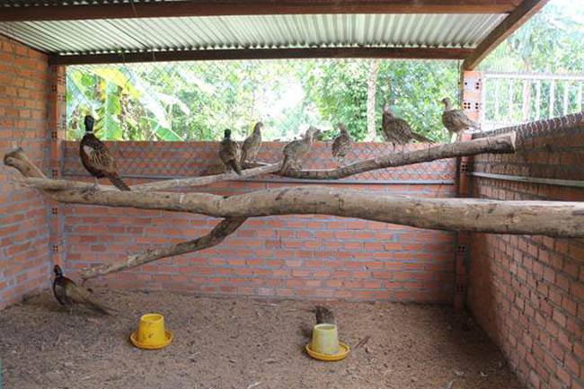 Cách làm chuồng trại nuôi chim trĩ • Choluoi.com