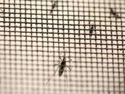 Lưới chống muỗi