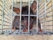 Chống chuột bằng lưới kim loại