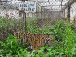 Hổ bị bỏ đói trong chuồng nuôi